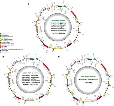 Insights into taxonomy and phylogenetic relationships of eleven Aristolochia species based on chloroplast genome
